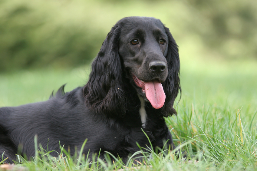 City and Guilds Level 2 Dog Grooming Course