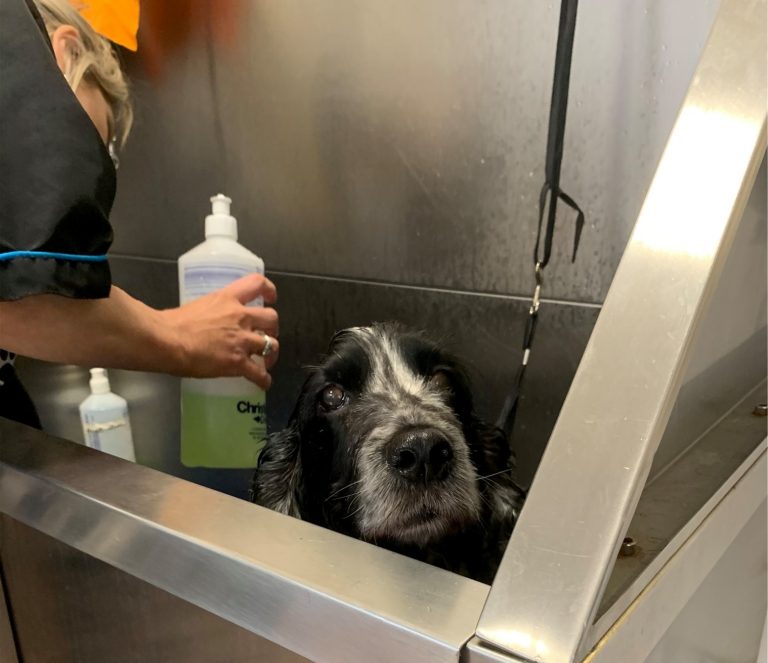 SWDGS Courses SouthWarwickshireDogGroomingSchool