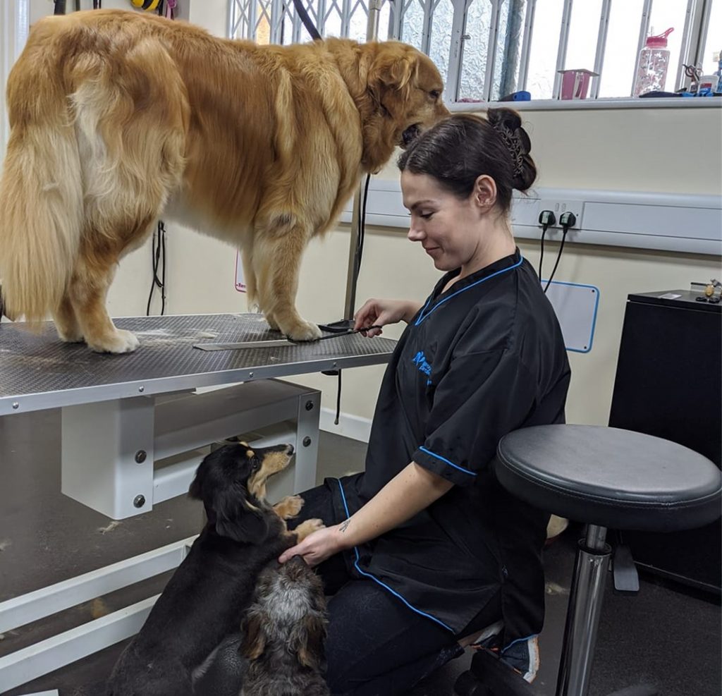 City and Guilds Level 3 Diploma SouthWarwickshireDogGroomingSchool