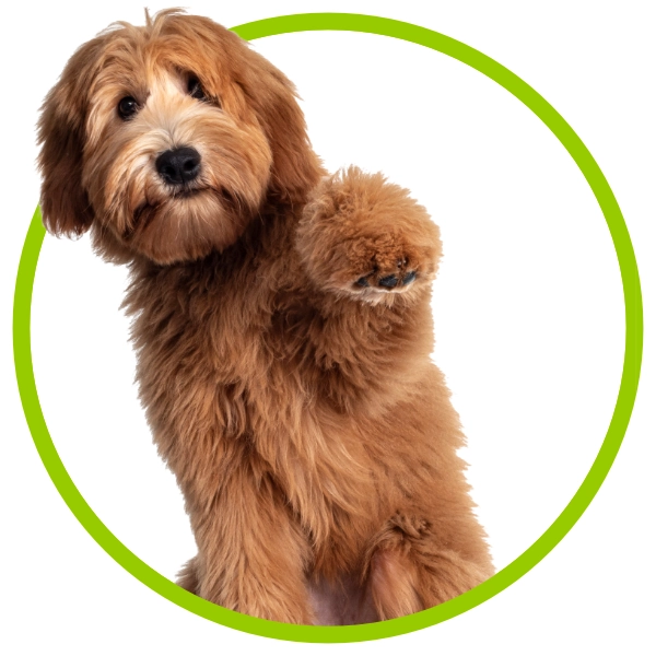 Cockerpoo at South Warwickshire Dog Grooming Course