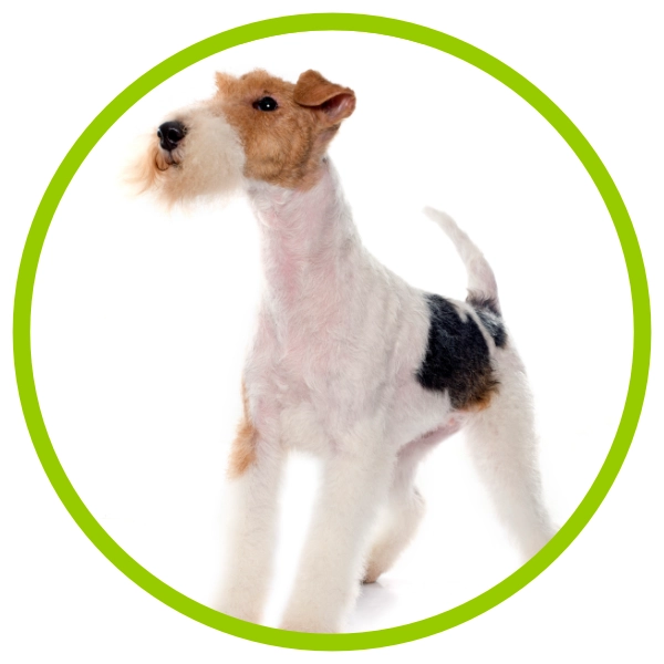 Fox Terrier at South Warwickshire Dog Grooming Course