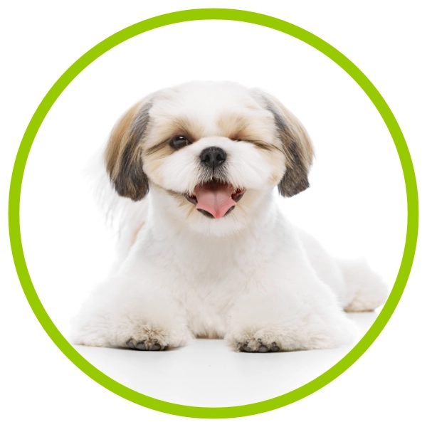 Shih Tzu at South Warwickshire Dog Grooming course