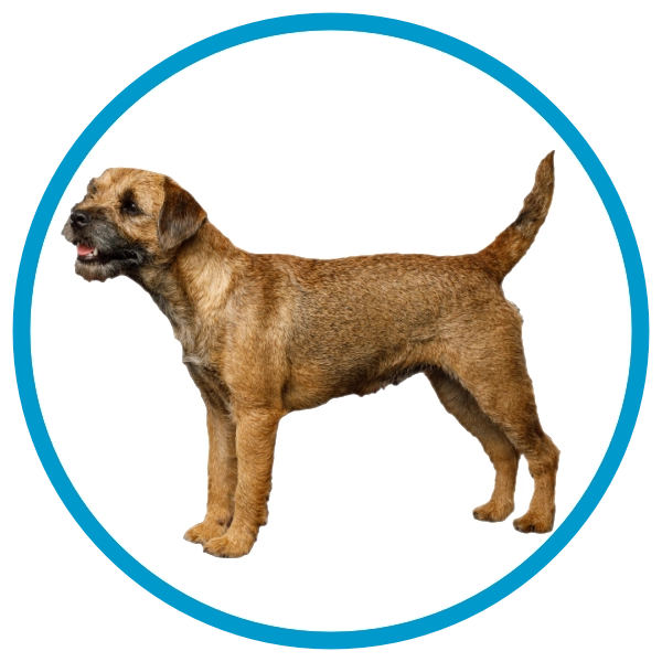 City & Guilds Level 3 Dog Grooming Diploma Border Terrier groom City & Guilds Level 3 Dog Grooming Diploma