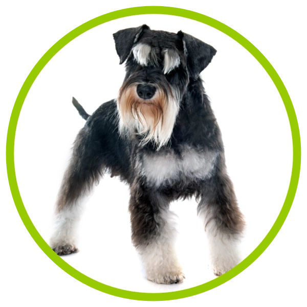 City and Guilds Level 3 Diploma in Dog Grooming Schnauzer Groom City and Guilds Level 3 Diploma in Dog Grooming