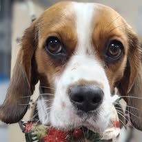 Dog grooming course Redditch