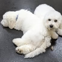 Bichons relaxing at a dog grooming course Bromsgrove