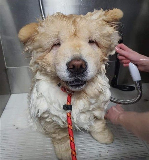 Dog grooming course Stourbridge