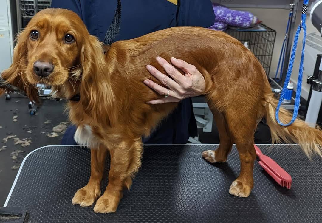 Dog grooming course Birmingham