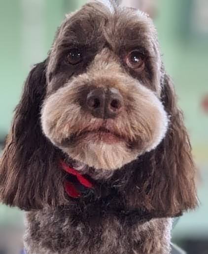 Dog grooming course Worcester 