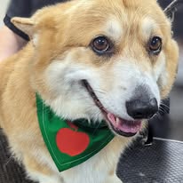 Corgi after a groom at a dog grooming course in Evesham
