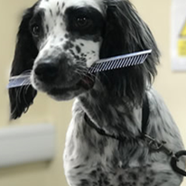 Dog holding a comb at a dog grooming course evesham