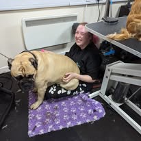 Dog sitting on a student at a dog grooming course Leamington Spa