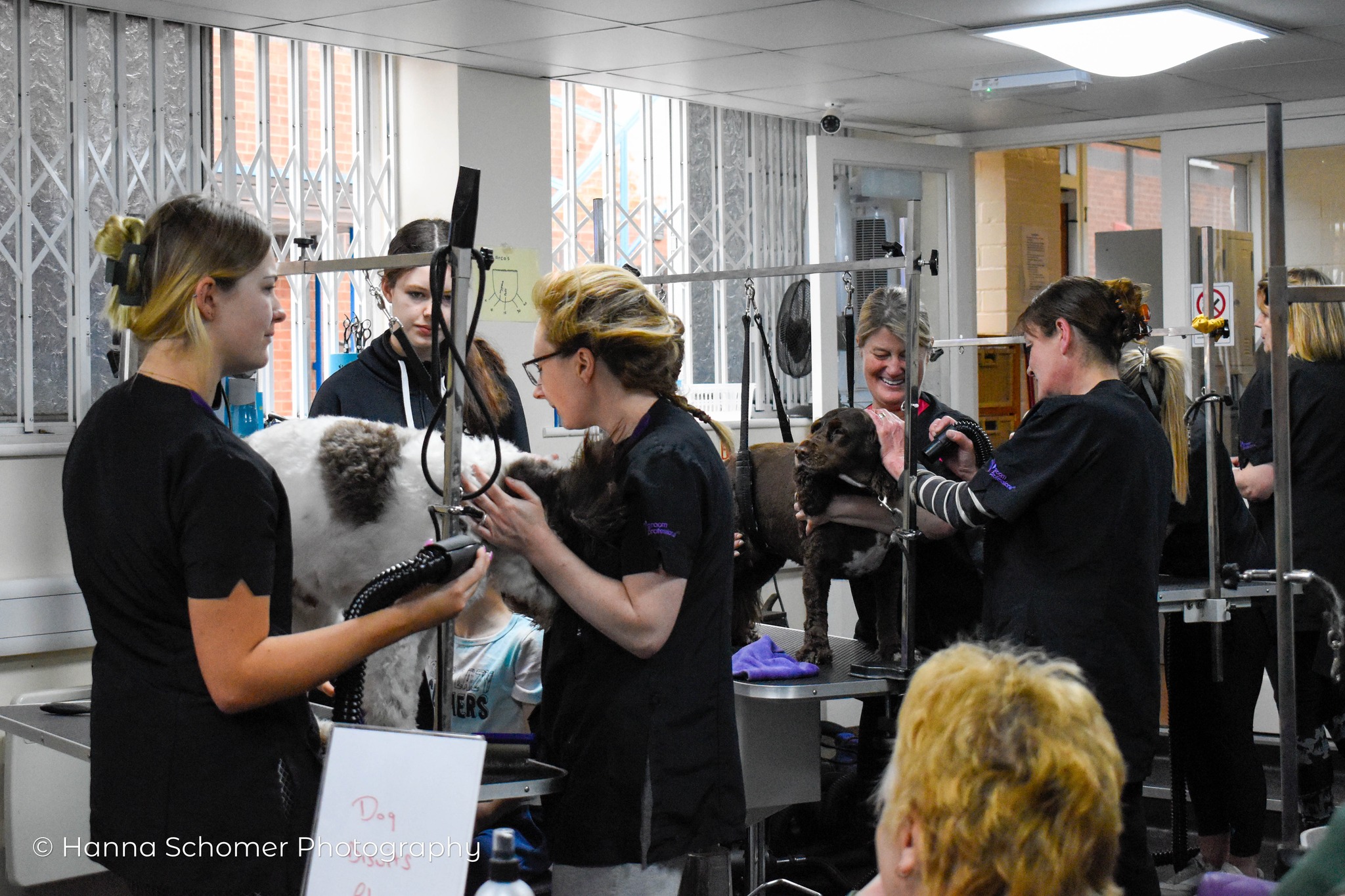 Dog grooming course Kidderminster 