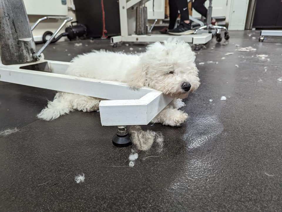 Dog grooming course Leamington Spa 