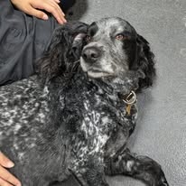 Spaniel getting a fuss on a dog grooming course Banbury
