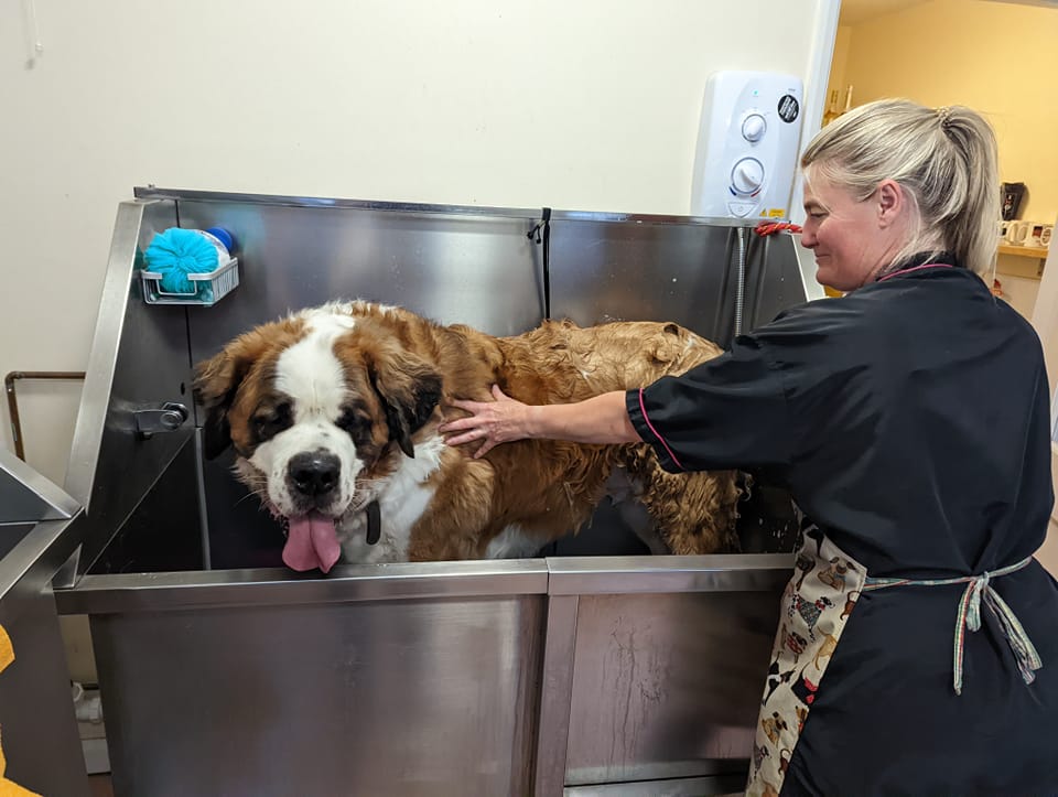 Dog grooming course Warwick 