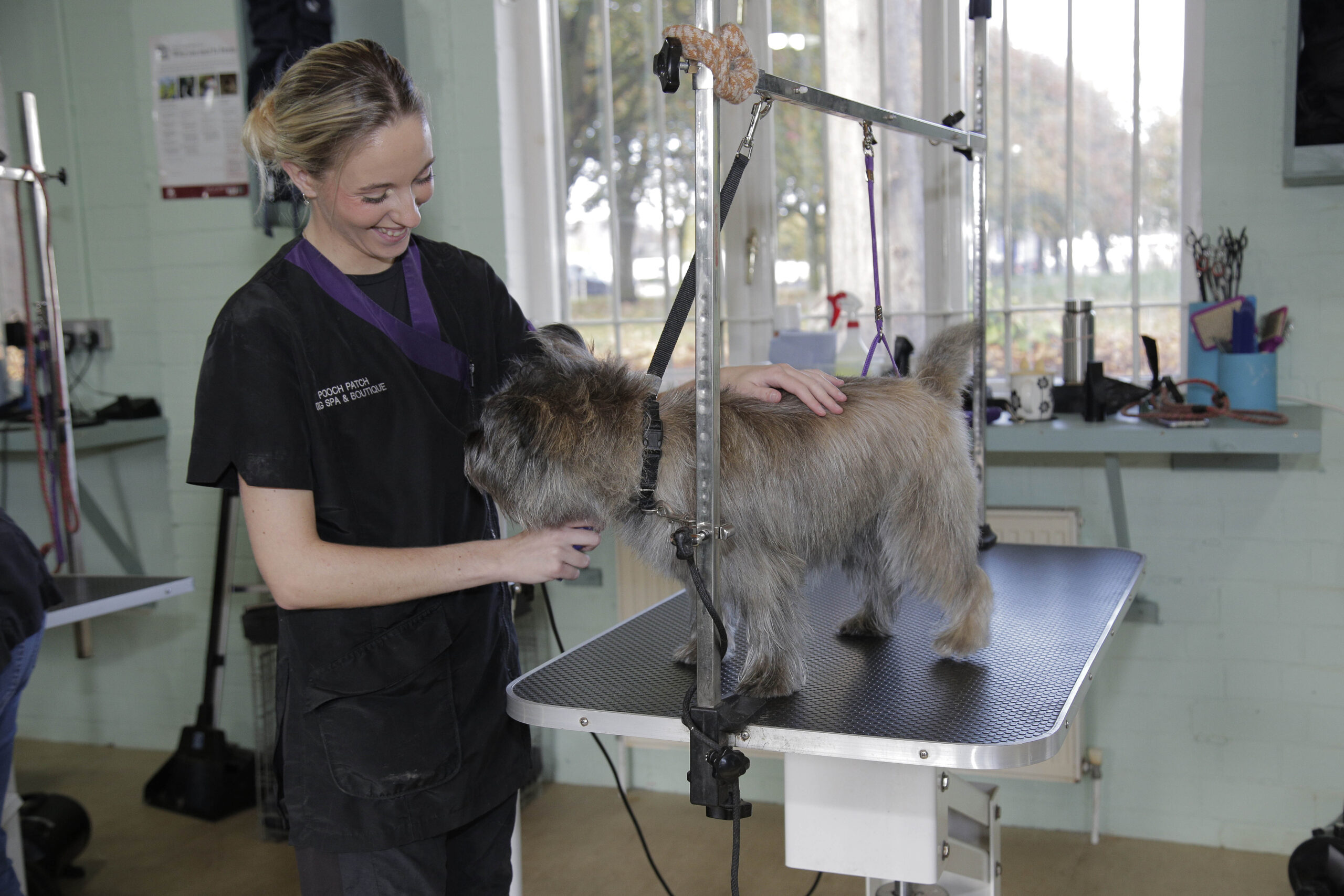 Dog grooming course Kenilworth