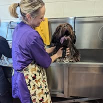 Student washing large dog on a dog grooming course Banbury