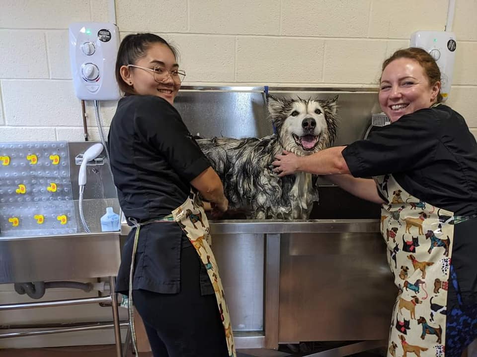 Dog grooming course Evesham