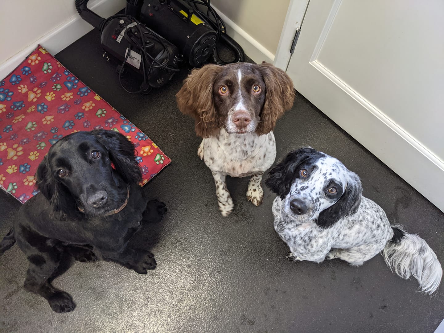 Dog grooming course Coventry 