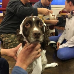 Pet first aid picture