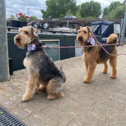 2 Airdales after their groom at Dog Grooming Course Leamington Spa