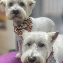 2 Old westies at a dog grooming course Kidderminster
