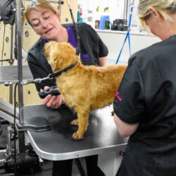 A dog being dried at a dog grooming Course Solihull