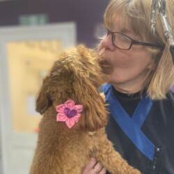 Bearded collie after groom at dog grooming course Solihull