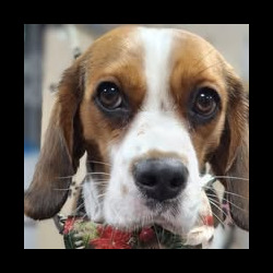 Beagle after a student groom in Redditch