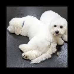 Bichons relaxing at a dog grooming course Bromsgrove