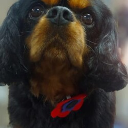 Cavalier King Charles at Dog Grooming Course Kenilworth