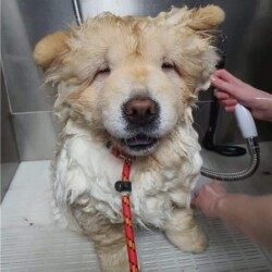 Chow Chow getting a bath on dog grooming course Stourbridge
