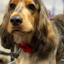 Cocker Spaniel after groom at dog grooming course in Stratford upon Avon