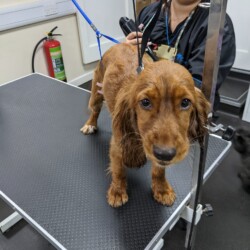 Cocker Spaniel being groomed on Dog Grooming Course Warwick