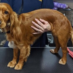 Cocker Spaniel groomed on a dog grooming course in Birmingham
