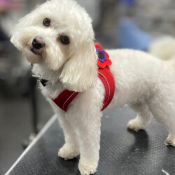 Cockerpoo after being groomed at a Dog Grooming Course Kenilworth