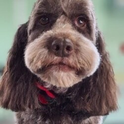 Cockerpoo after groom at Dog Grooming School Worcester