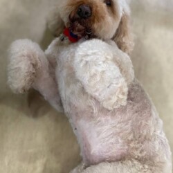 Student achieving her platinum course at a dog grooming school Kidderminster