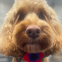 Cockerpoo with very long eyelashes at a dog grooming course Kidderminster
