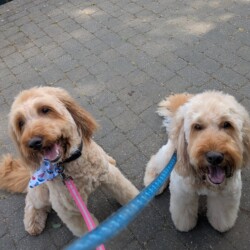 Cokerpoos in Teddy cut at dog grooming course Evesham