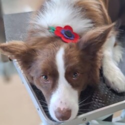 Collie relaxing after a deshed and tidy on a dog grooming course Coventry