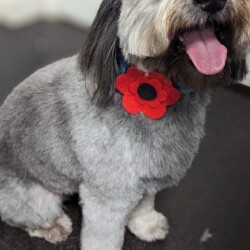 Cooper the dog after a groom on a dog grooming course Stourbridge