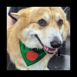 Corgi after a groom at a dog grooming course in Evesham