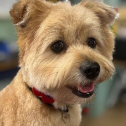 Cute teddy cut on a crossbreed after a groom at a dog grooming school Kenilworth
