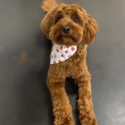 Dog after a groom at a dog grooming school Redditch