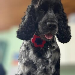 Dog after a groom at dog grooming course Warwick