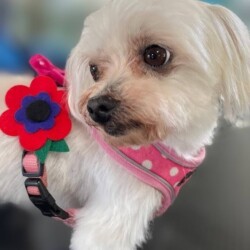 Dog after her groom at dog grooming school Warwick