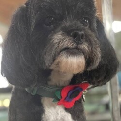 Dog at dog grooming course Kenilworth