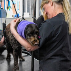 Dog being dried at Dog Grooming School Worcester